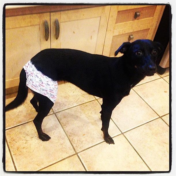 Dog Photograph - So The Diapers Didnt Go Over Well by Kristine Dunn