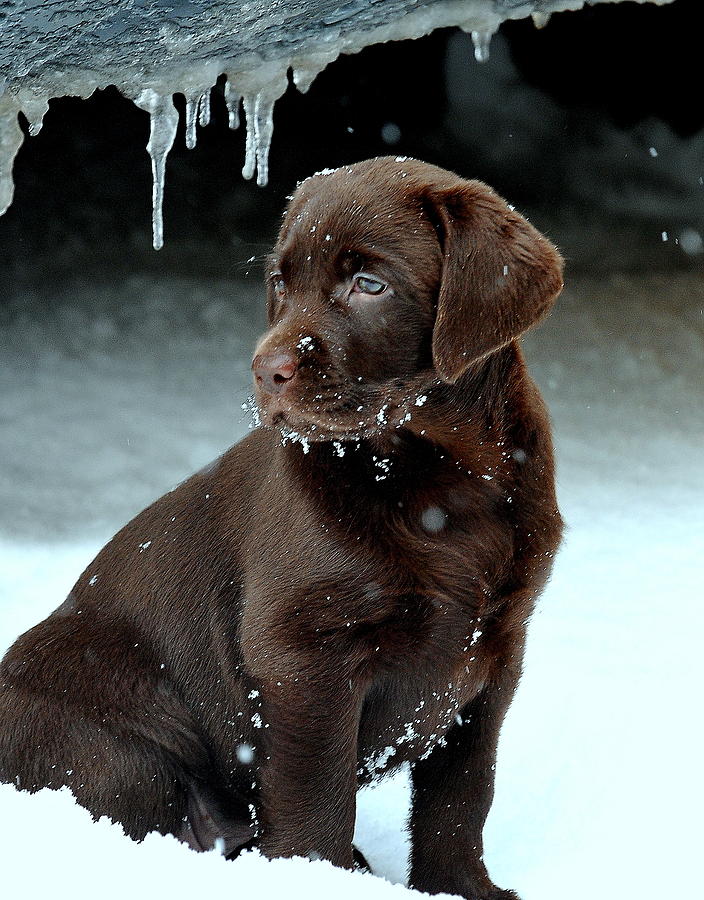 Dog Photograph - So this is winter by Alan Mattison