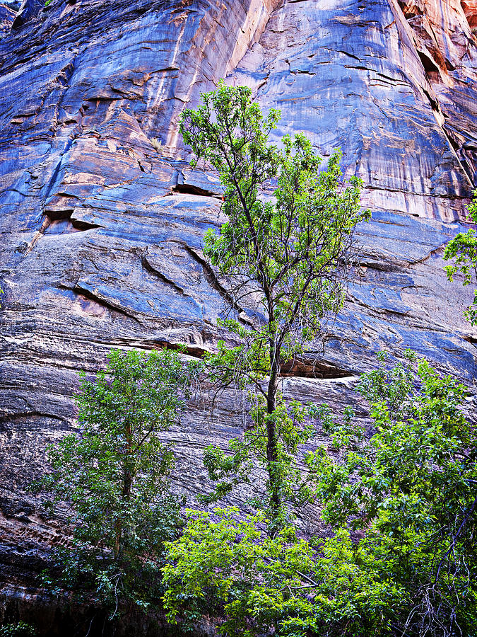 Tree Photograph - Purple cliff and tree at Zion by Marilyn Hunt