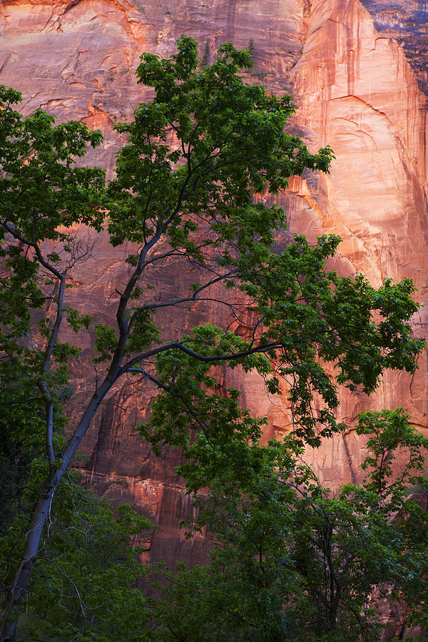 Tree Photograph - Red cliffs at Zion  by Marilyn Hunt