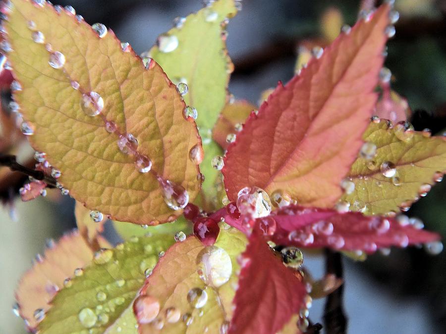 What Does Soaking Rain Mean