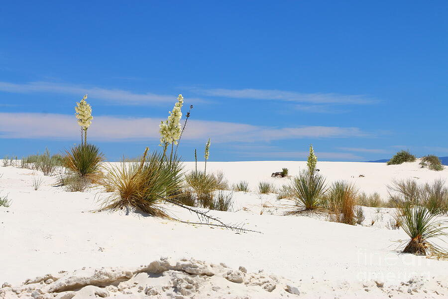 Soap Yucca At White Sand Photograph by Christiane Schulze Art And Photography