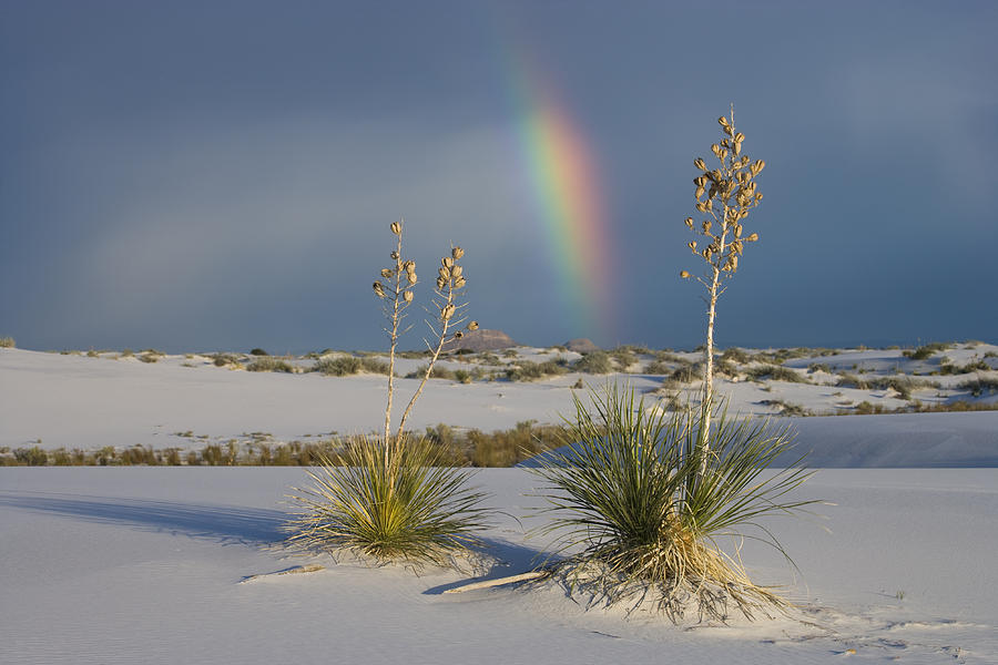 Soaptree Yucca And Rainbow White Sands Photograph by Tom Vezo