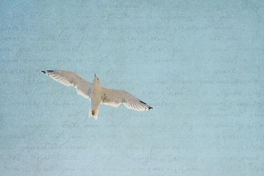 Seagull Photograph - Soar Free by Lisa Parrish