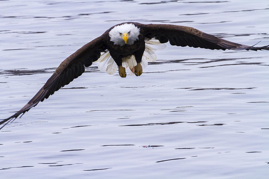 Eagle Photograph - Soar by Jack R Perry