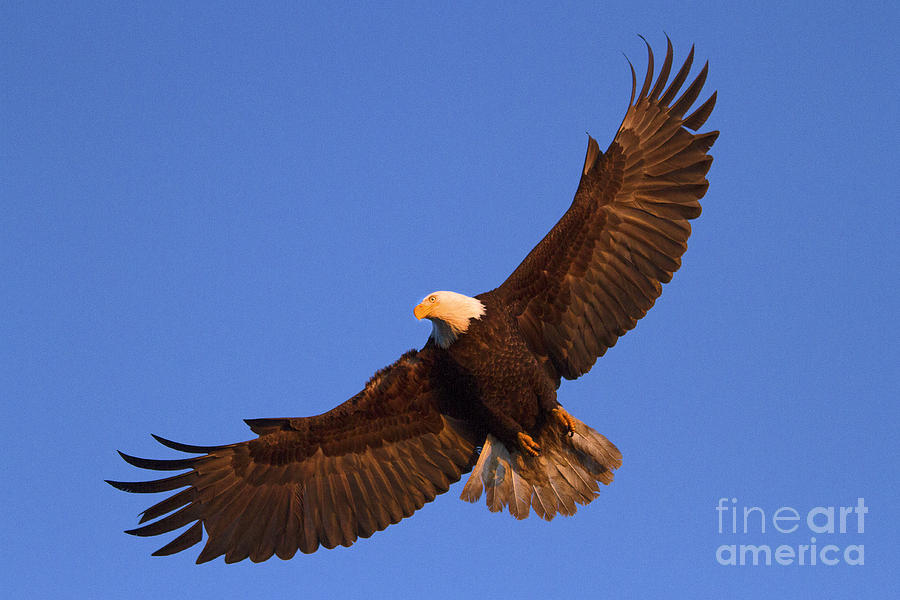 Bald Eagle Photograph - Soar Like An Eagle by Sharon Ely