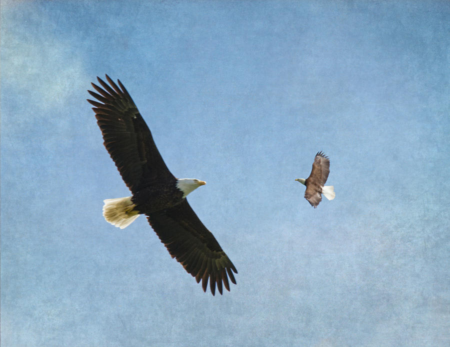 Soar on the Wings of Eagles Photograph by Angie Vogel