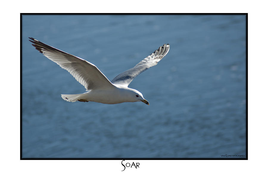 Glide Photograph - Soar by Vincent Dwyer