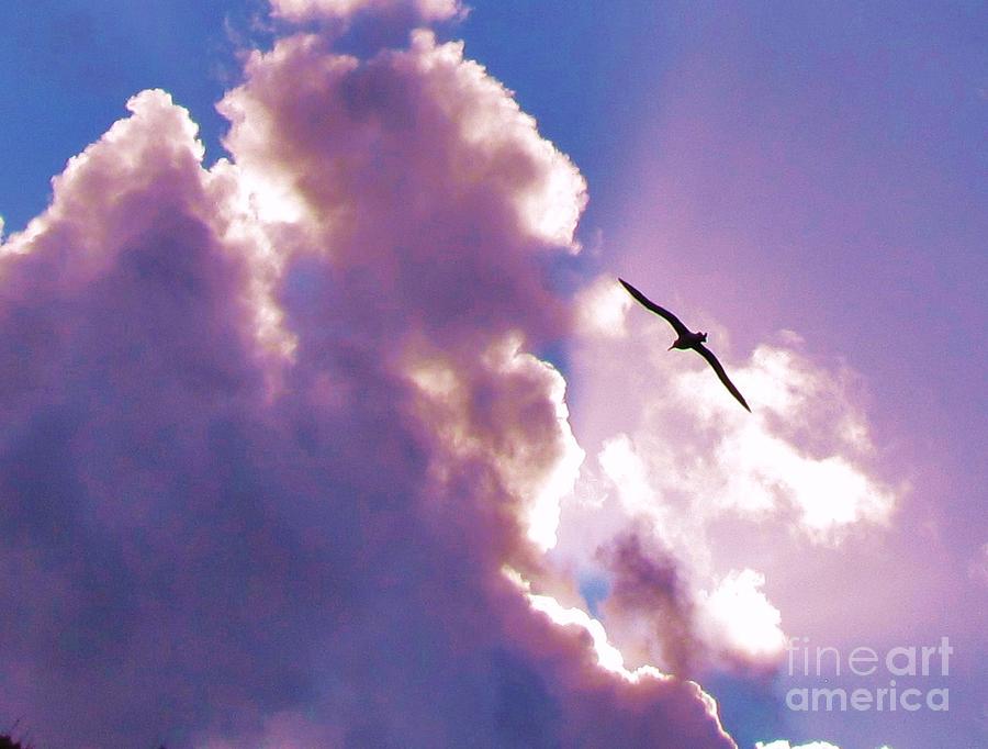 Soaring Albatross Photograph by Michele Penner