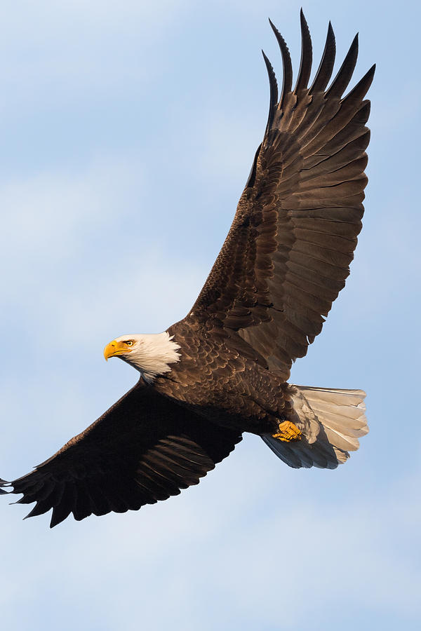 Eagle Photograph - Soaring American Bald Eagle by Bill Wakeley