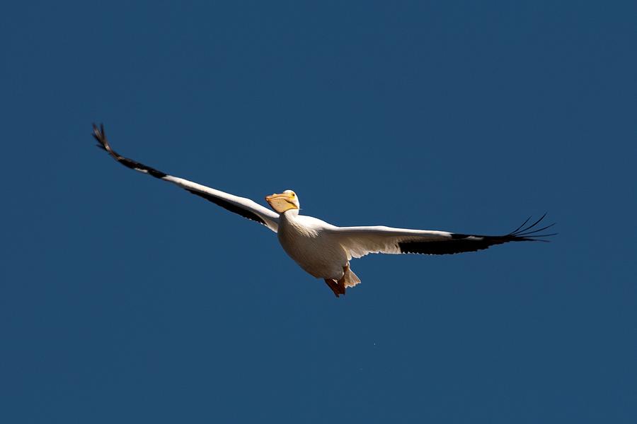Soaring American White Pelican Photograph by John Harmon