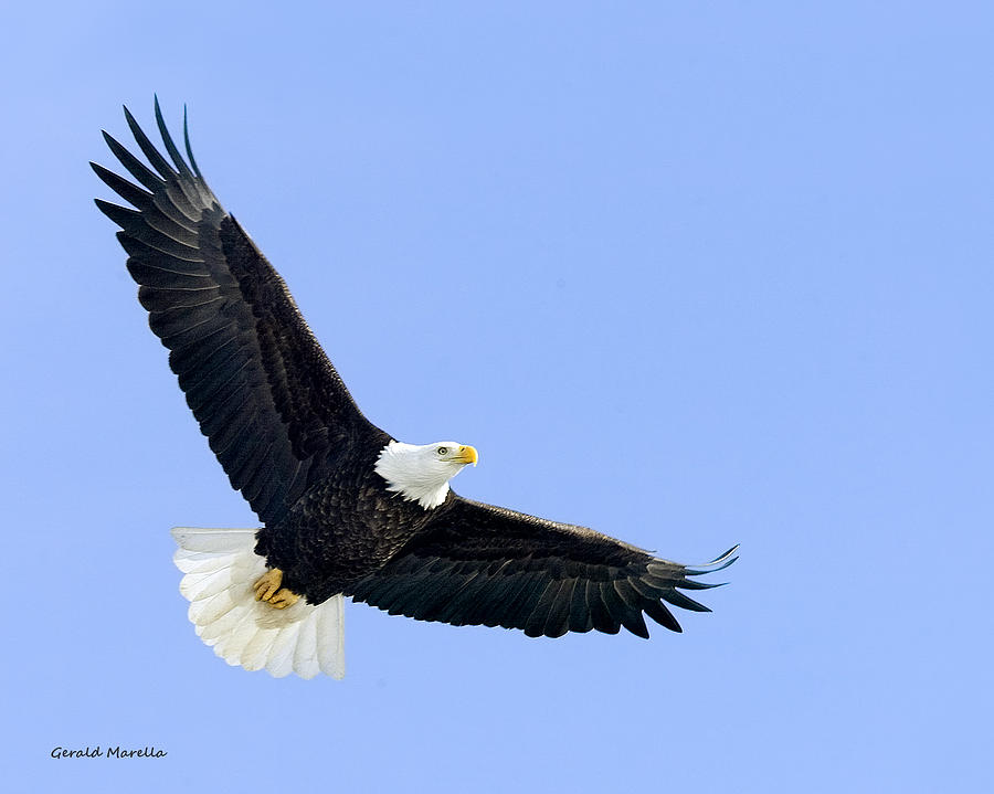 Eagle Photograph - Soaring Bald Eagle 3 by Gerald Marella