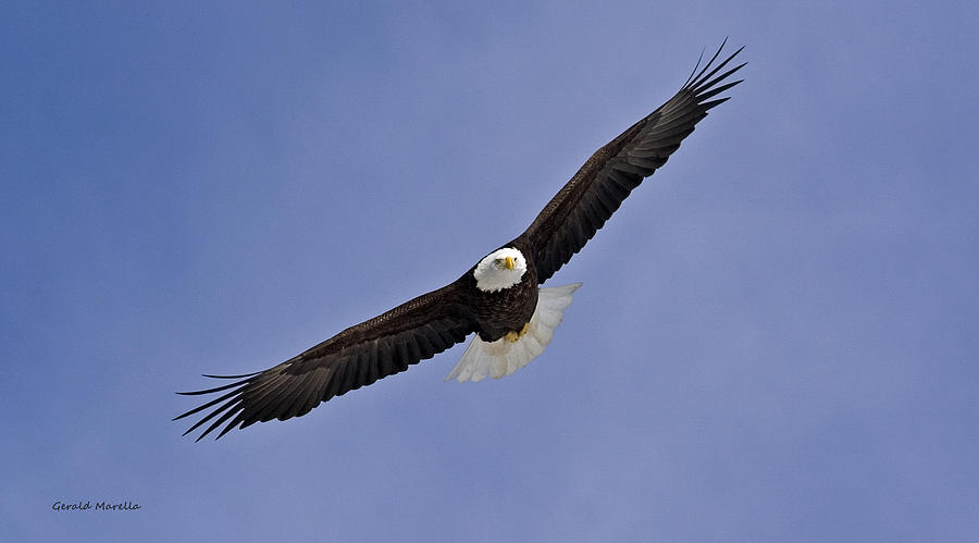 Soaring Bald Eagle 4 Photograph by Gerald Marella