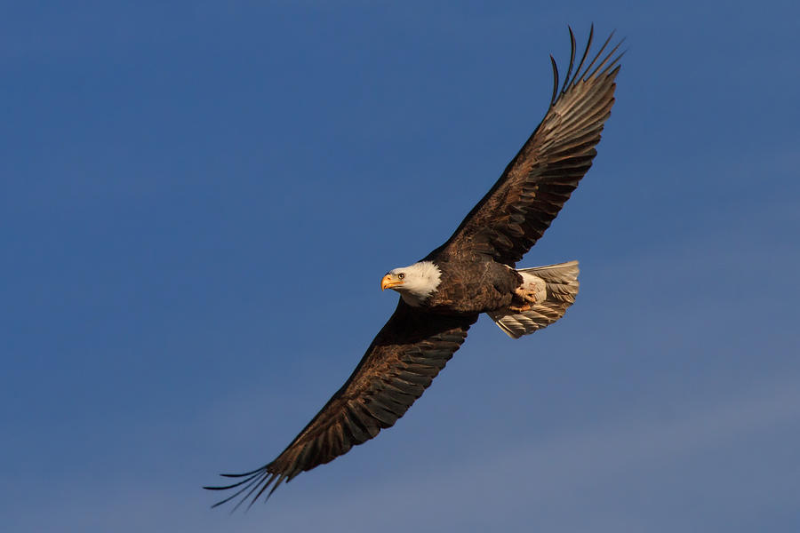 Soaring Bald Eagle Photograph by Beth Sargent
