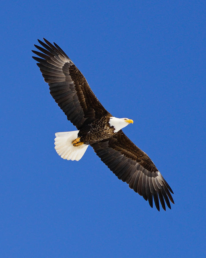 Soaring Bald Eagle Photograph by Greg Norrell