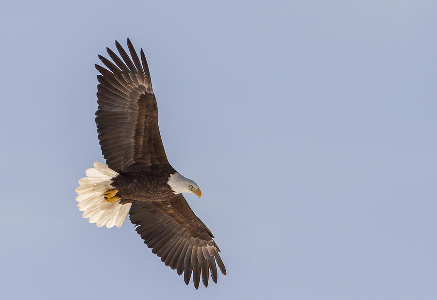 Soaring Bald Eagle Photograph by John Vose