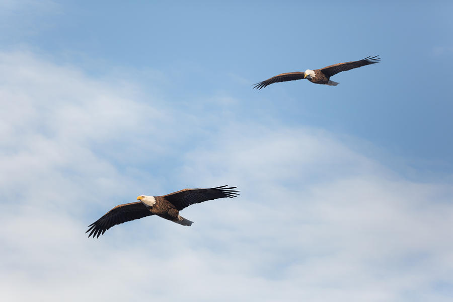 Eagle Photograph - Soaring Bald Eagles by Bill Wakeley