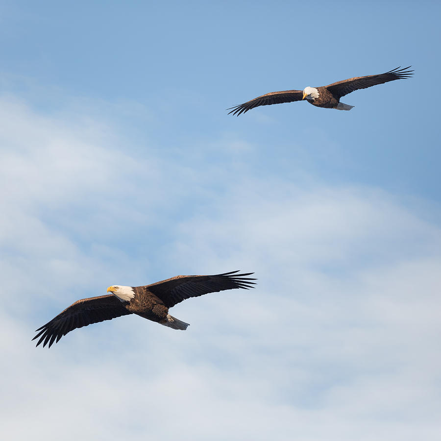 Soaring Bald Eagles Square Photograph by Bill Wakeley