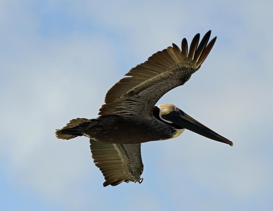 Soaring Brown Pelican Photograph by Bruce Gourley