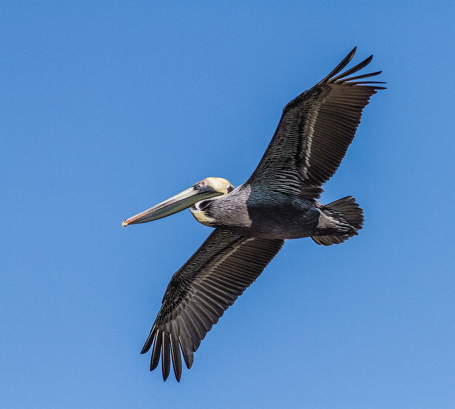 Soaring Brown Pelican Photograph by Jeff Donald