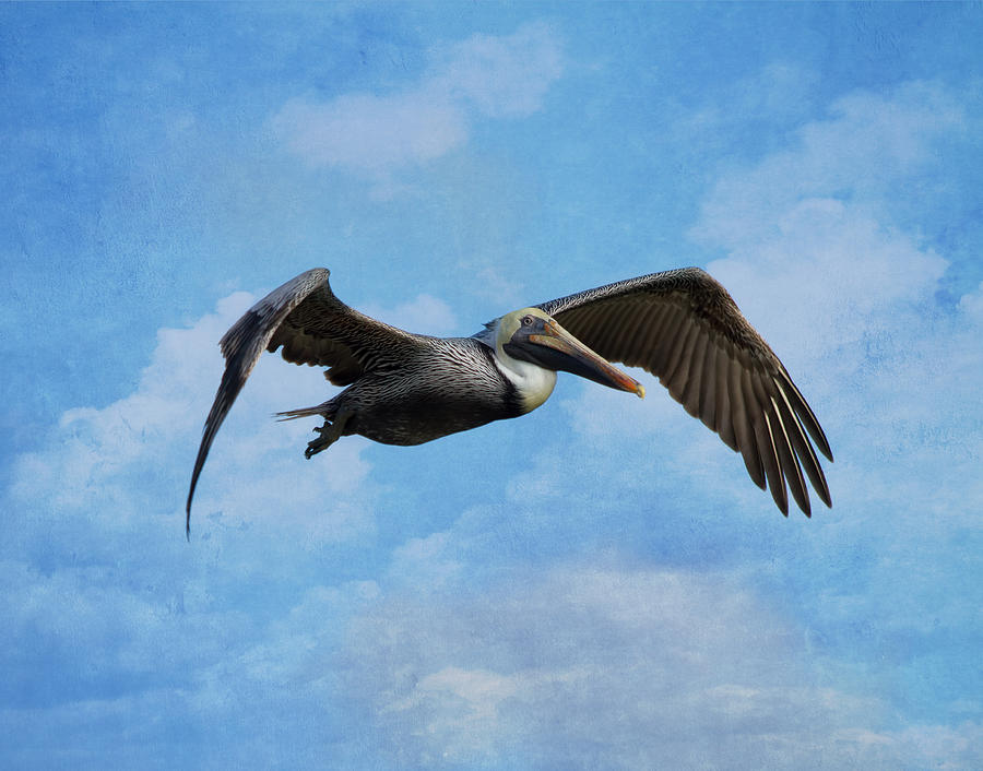 Pelican Photograph - Soaring By by Kim Hojnacki