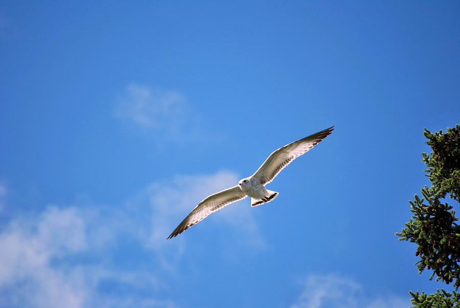 Seagull Photograph - Soaring by Chris Miner
