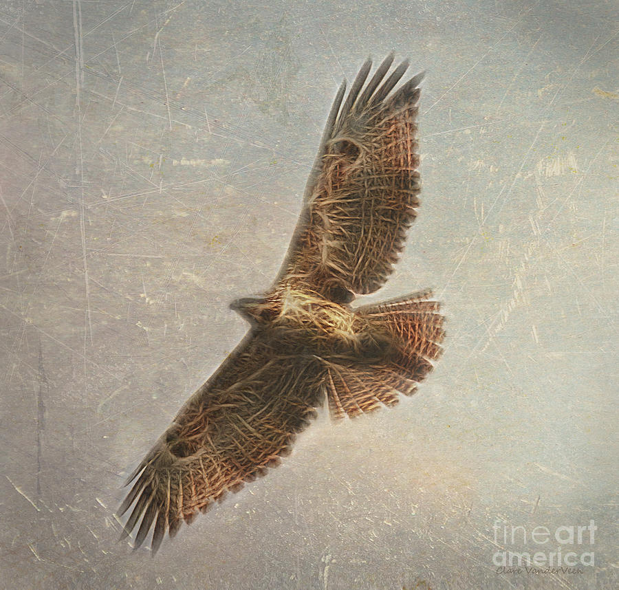 Soaring Photograph by Clare VanderVeen
