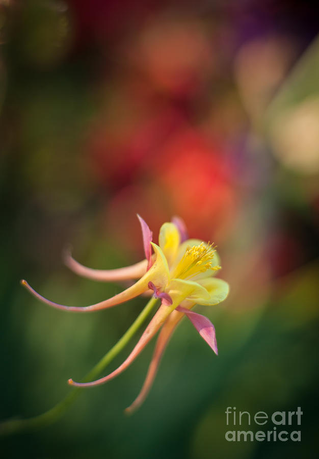 Flowers Still Life Photograph - Soaring Columbine by Mike Reid