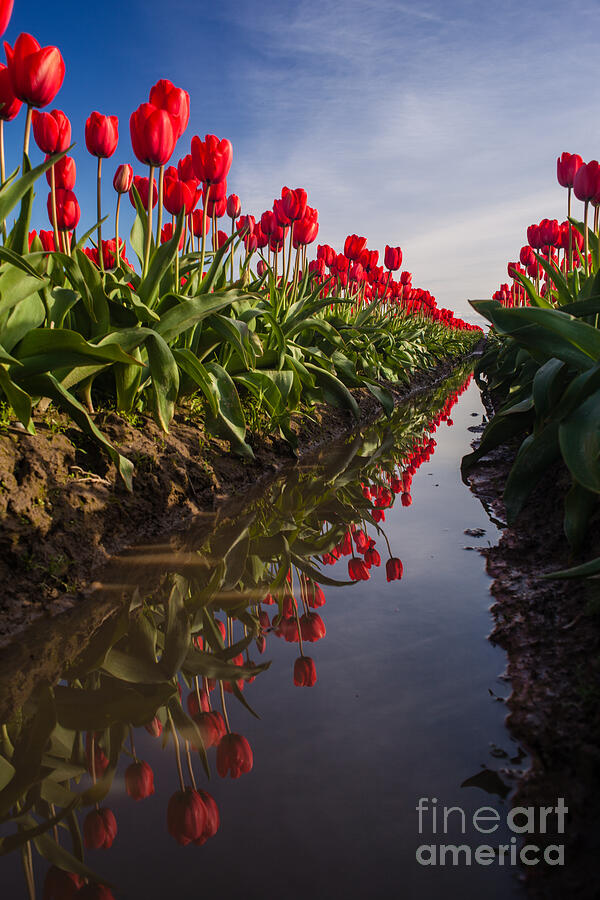Tulip Photograph - Soaring Crimson Tulips by Mike Reid