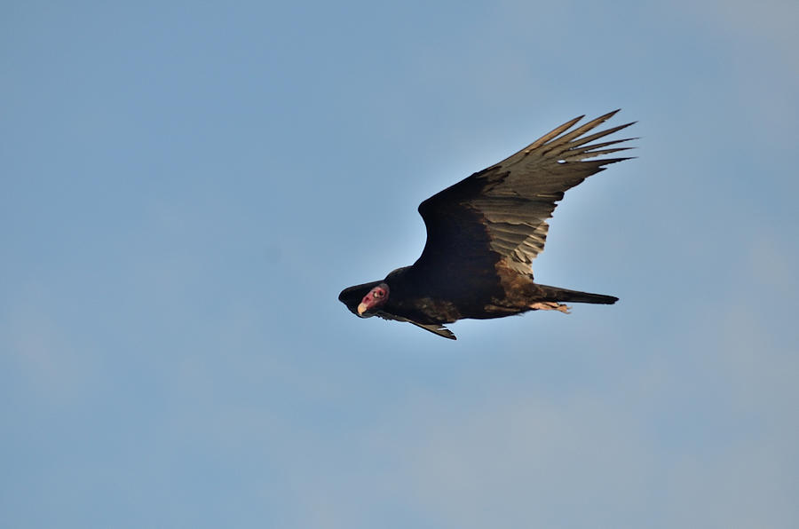 Vulture Photograph - Soaring by David Porteus
