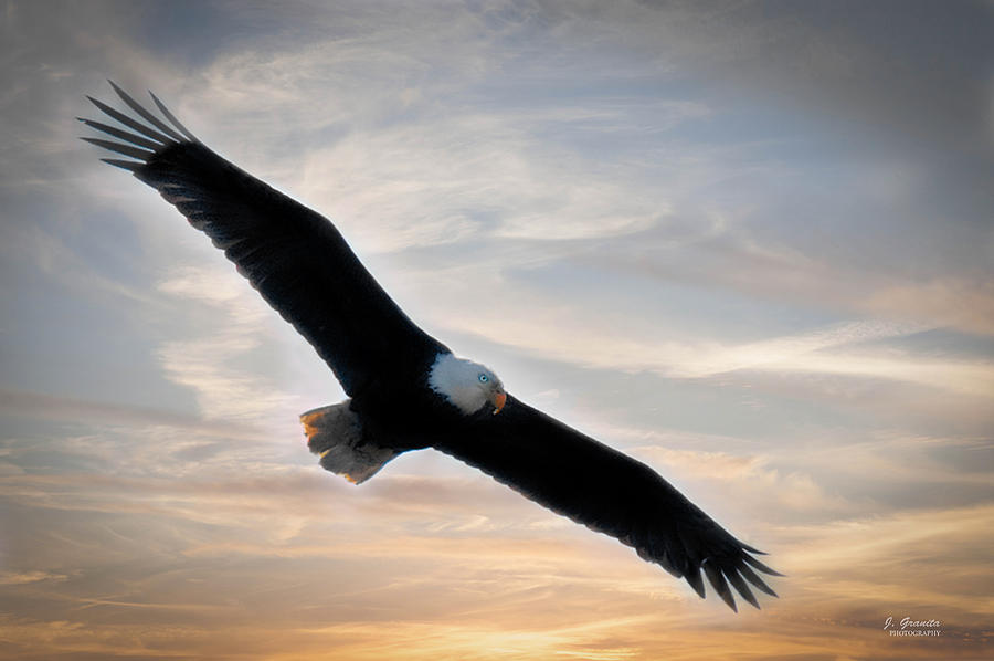 Soaring Eagle at Sunset Photograph by Joe Granita