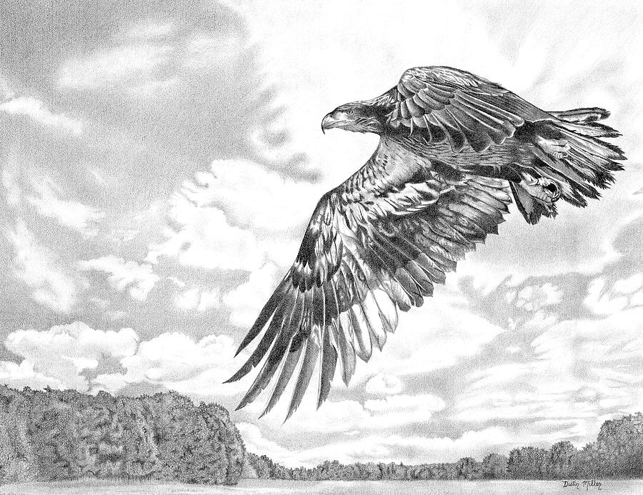 Soaring Eagle Drawing by Dustin Miller