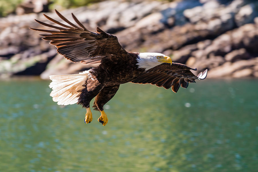Eagle Photograph - Soaring Eagle by Ian Stotesbury