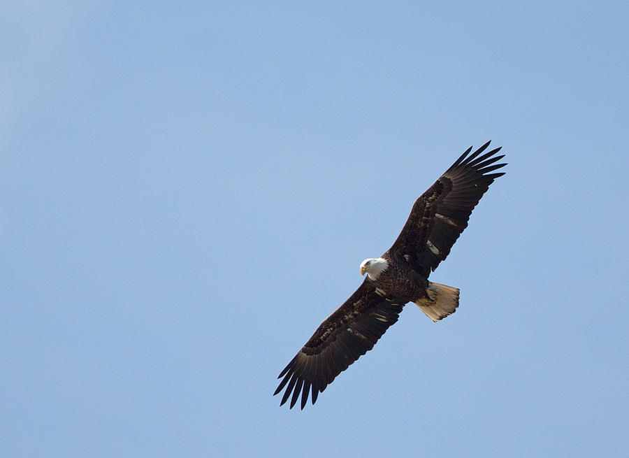 Soaring Eagle Photograph by Jack Nevitt