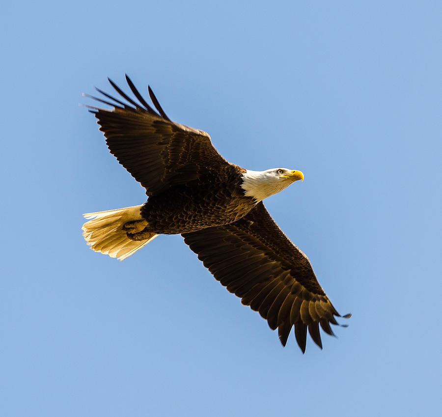 Soaring Eagle Photograph by Kathi Isserman