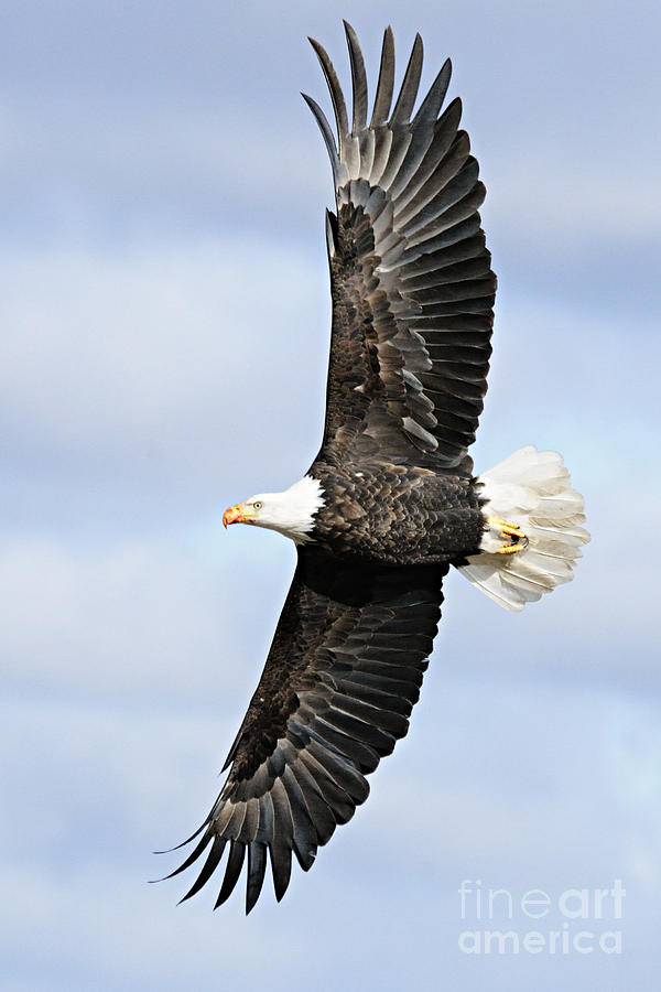 Soaring Eagle Photograph by Larry Ricker