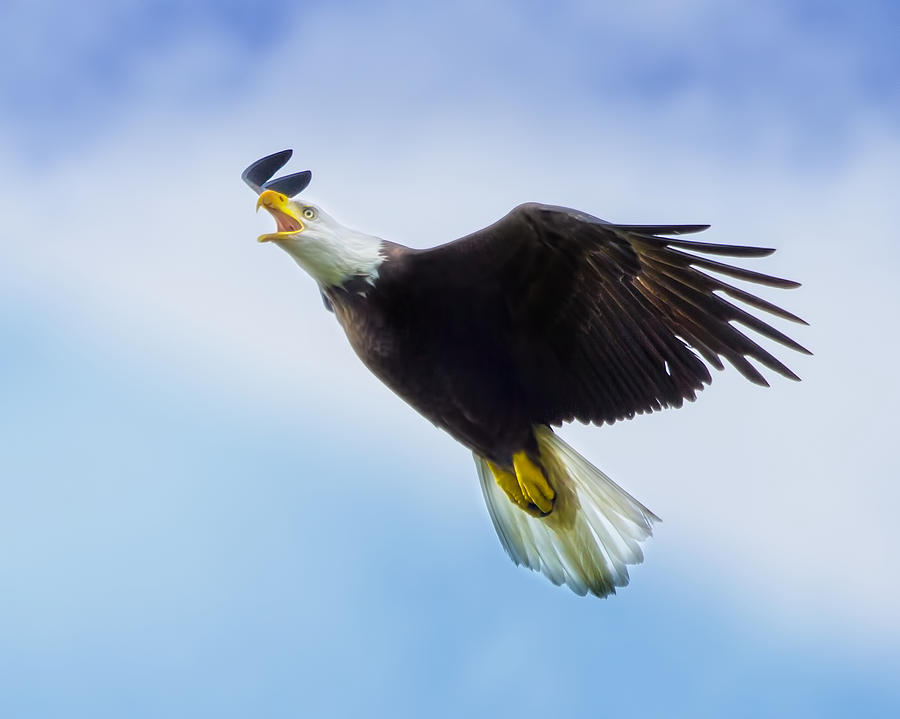 Soaring Eagle Photograph by Mark Andrew Thomas