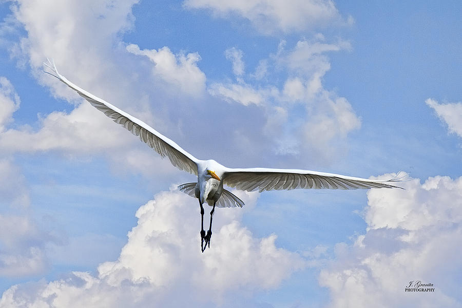 Soaring Egret Photograph by Joe Granita