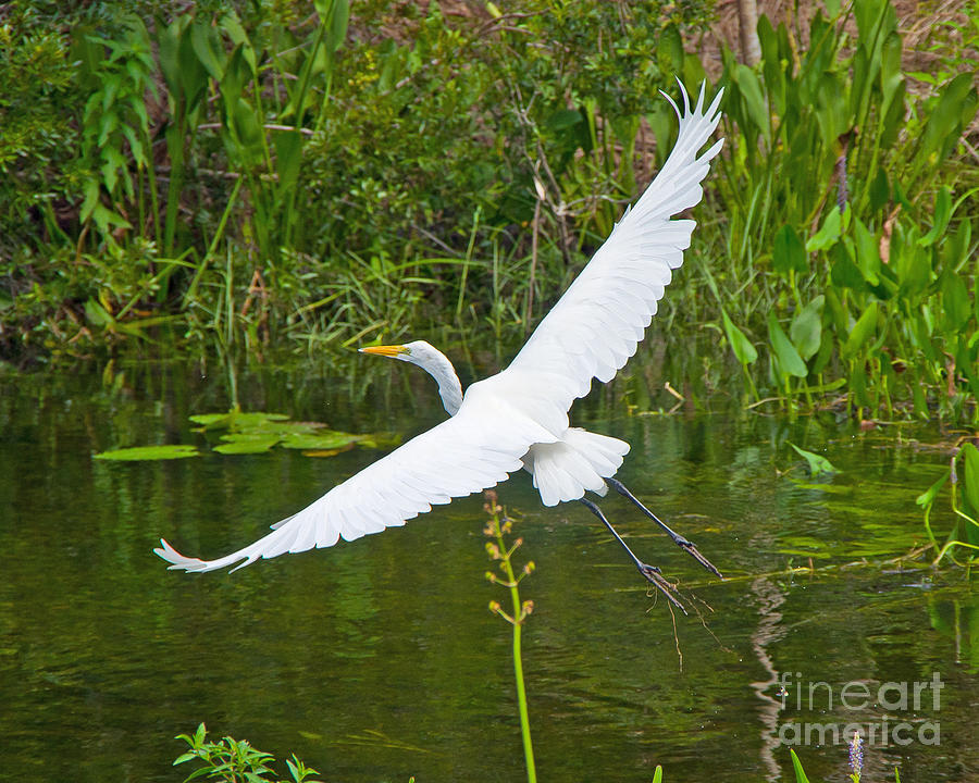 Soaring Egret Photograph by Stephen Whalen
