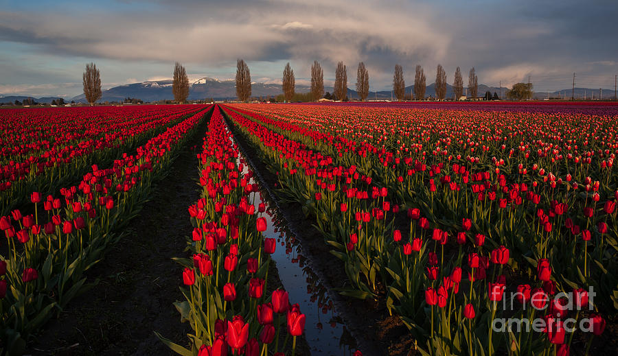 Tulip Fields Photograph - Soaring Fields of Red Tulips by Mike Reid
