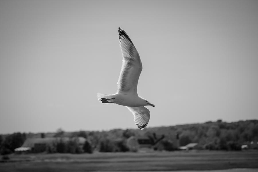 Soaring Gull Black and White Photograph by Kirkodd Photography Of New England