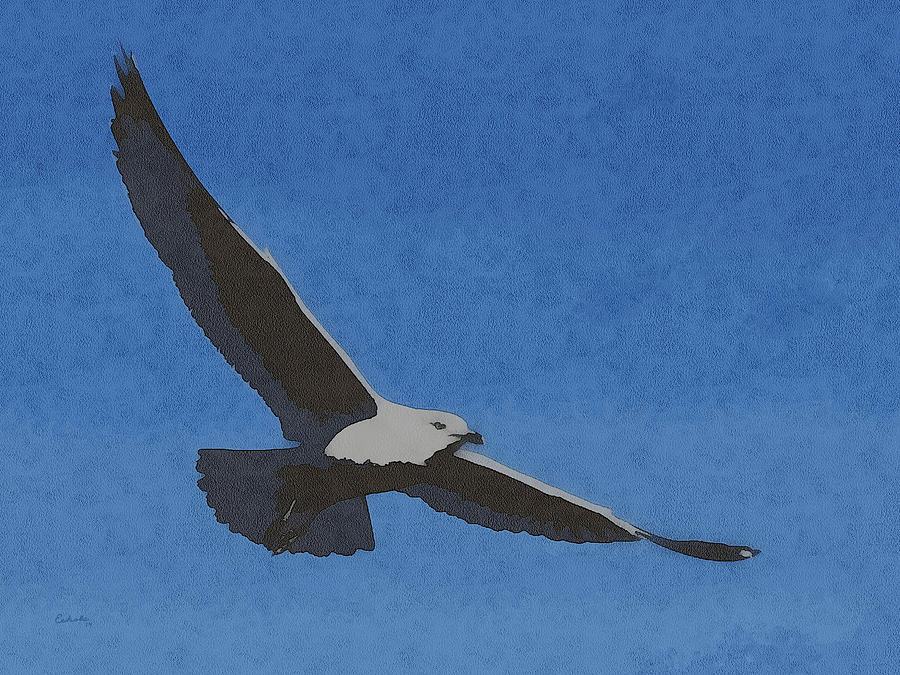 Soaring Gull Digital Art by Ernest Echols