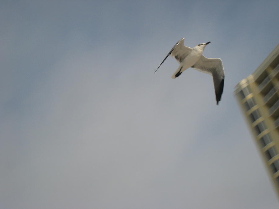 Soaring Gull Photograph by Jennifer E Doll