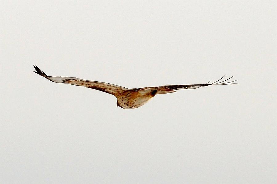 Soaring Hawk Photograph by Marilyn Burton