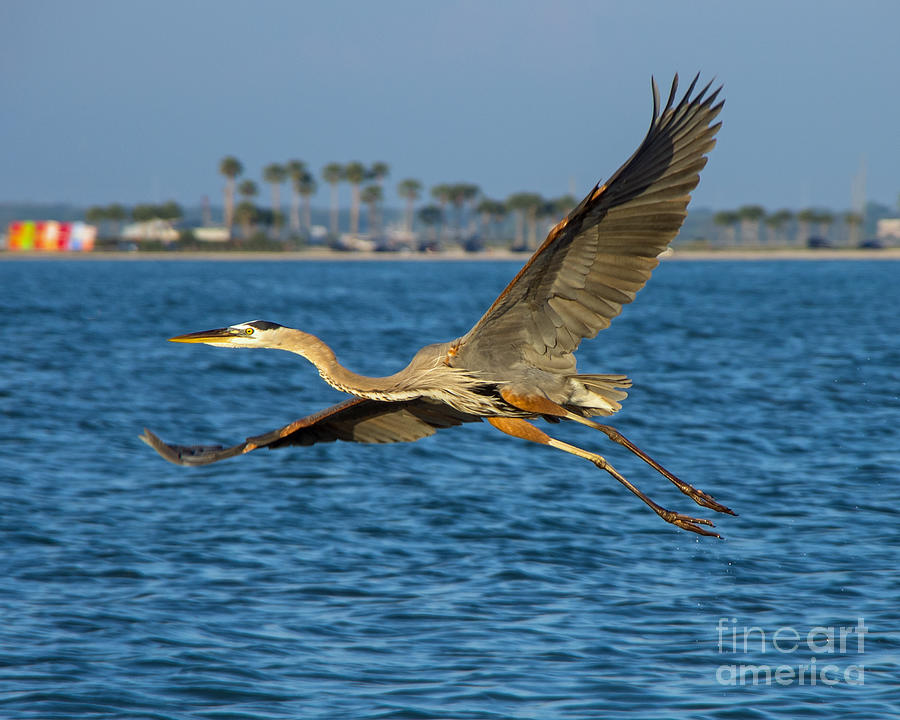 Soaring Heron Photograph by Stephen Whalen