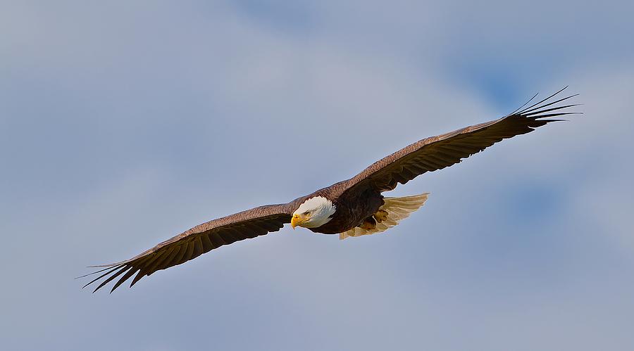 Soaring High Photograph by Dale J Martin