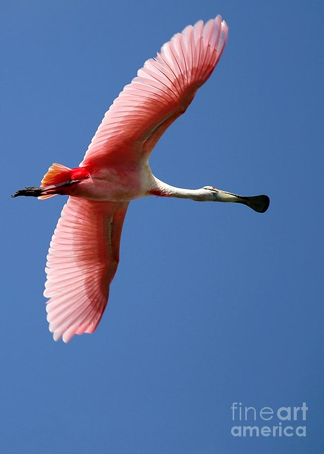 Soaring High Roseate Spoonbill Photograph by Sabrina L Ryan
