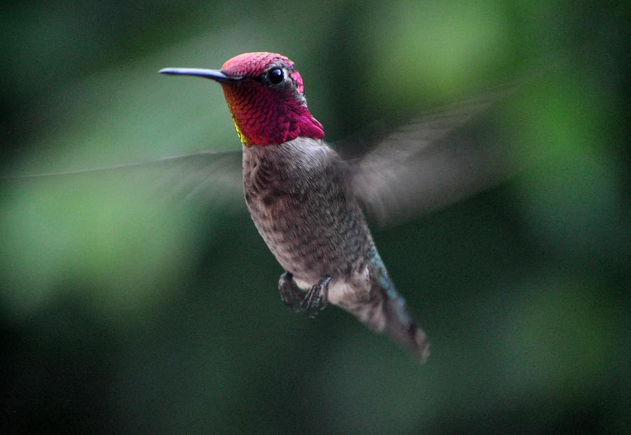 Soaring Hummingbird Annas Photograph by Jay Milo