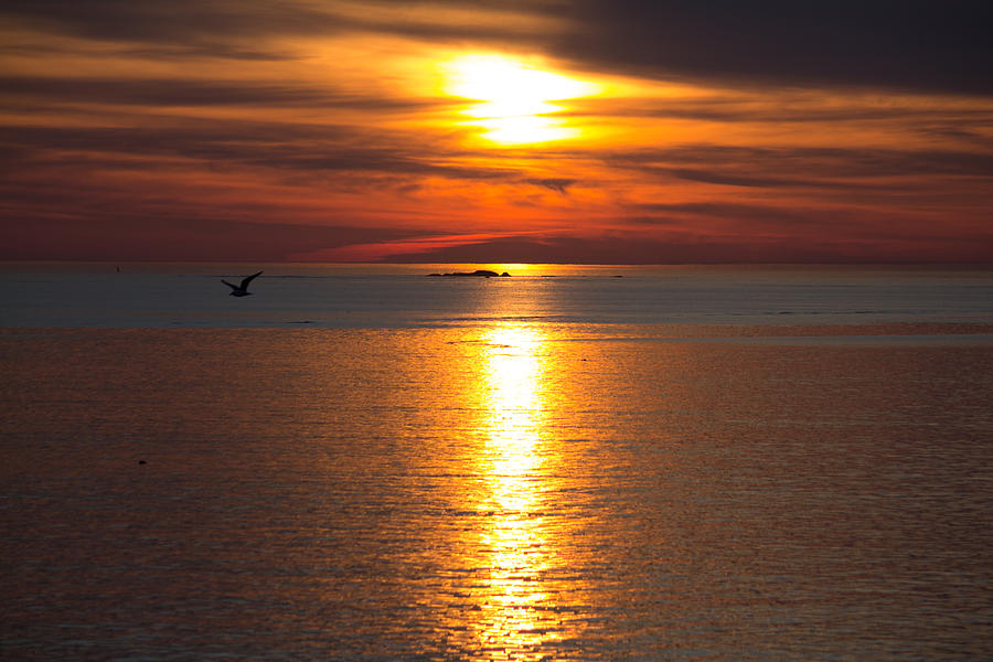 Soaring in the Dawn Photograph by Angela Cook - Fine Art America