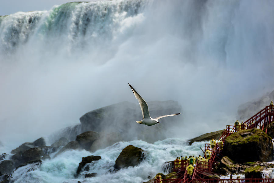Niagara Falls Photograph - Soaring in the Mist by Pat Scanlon Niagara Falls Photograph - Soaring in the Mist by Pat Scanlon